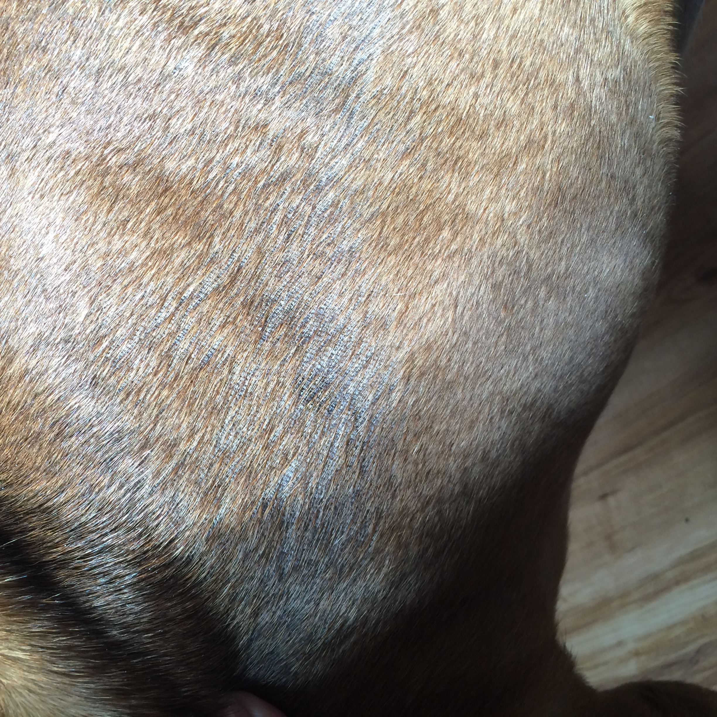 English Bulldog Seasonal Alopecia