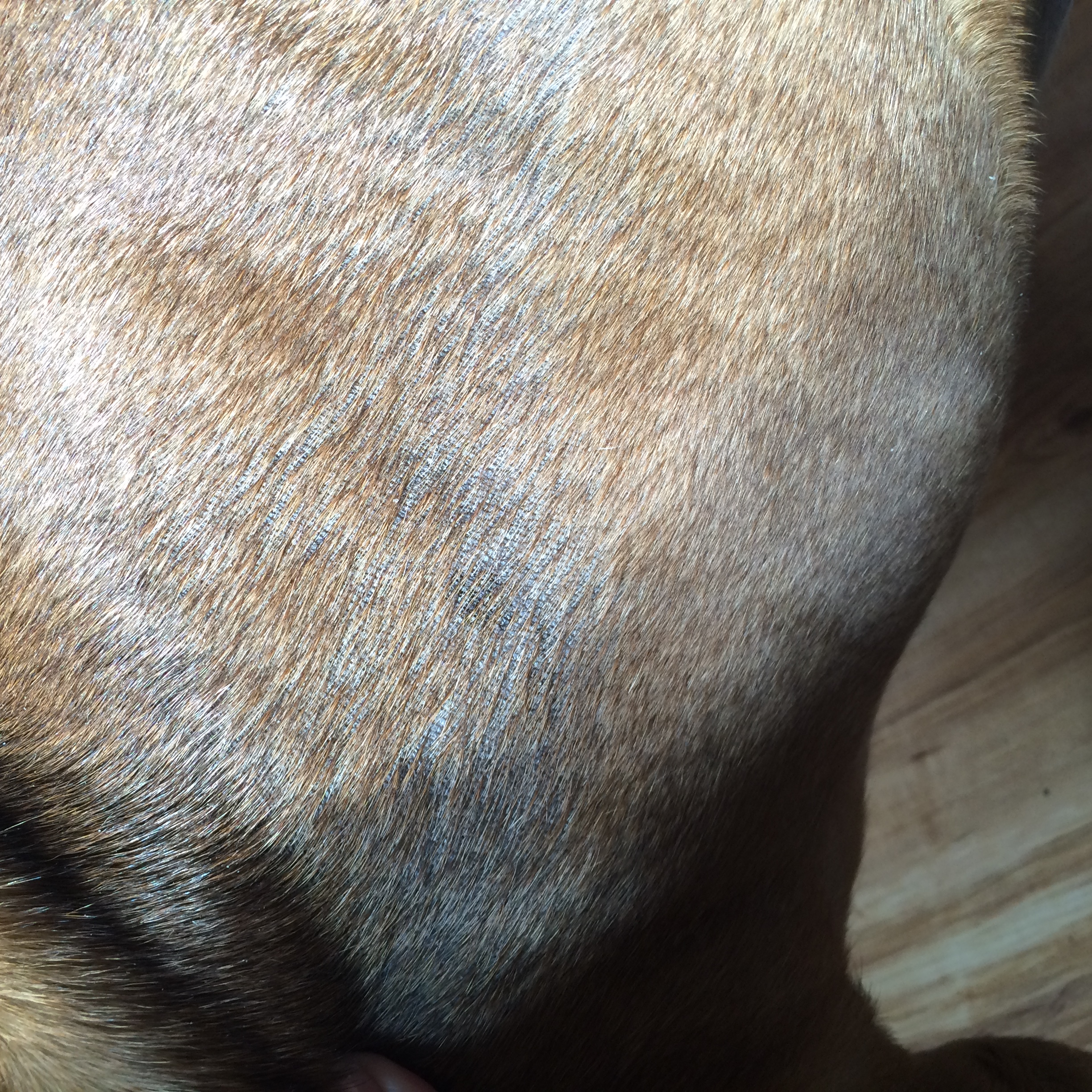 Flank alopecia in store dogs