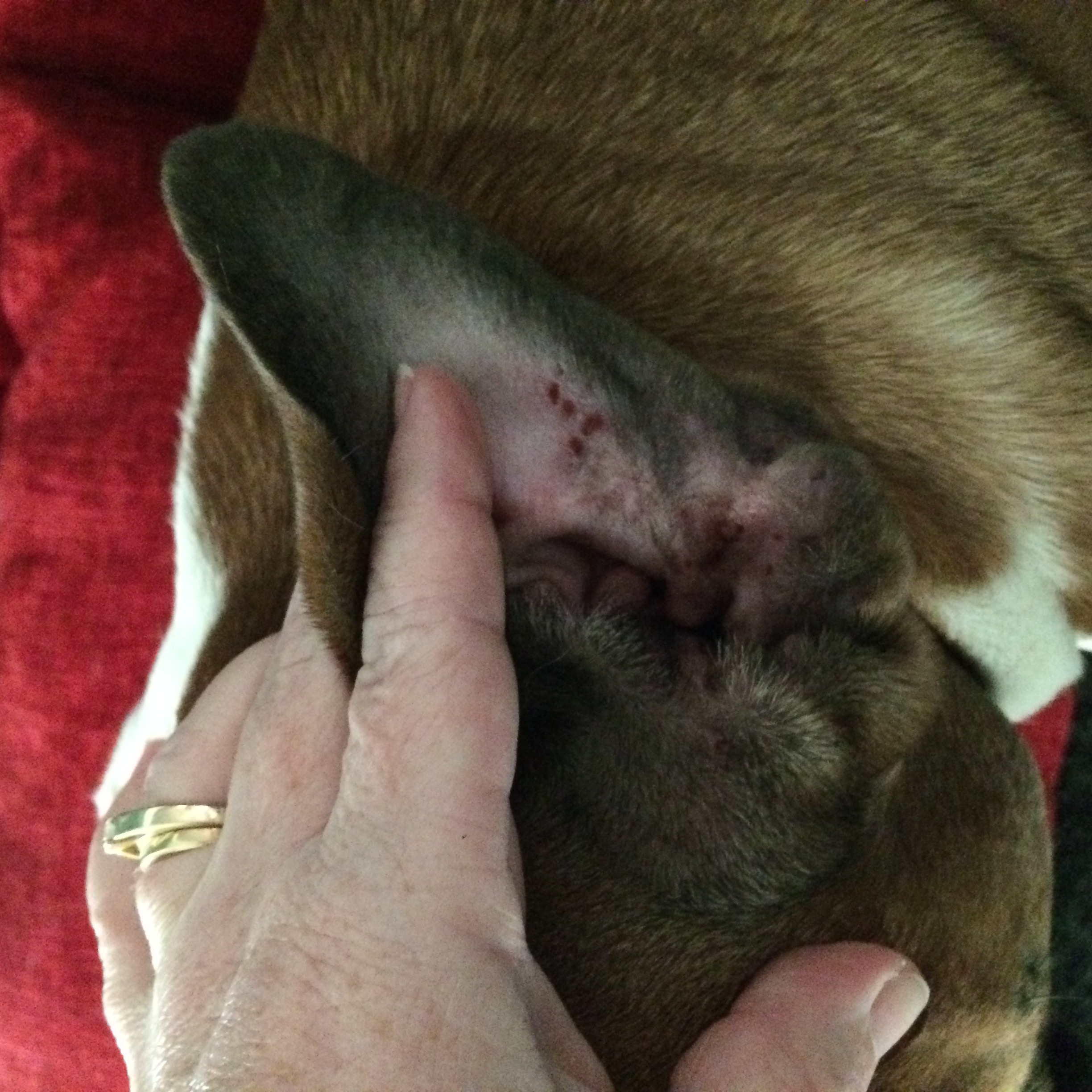 dog flank alopecia