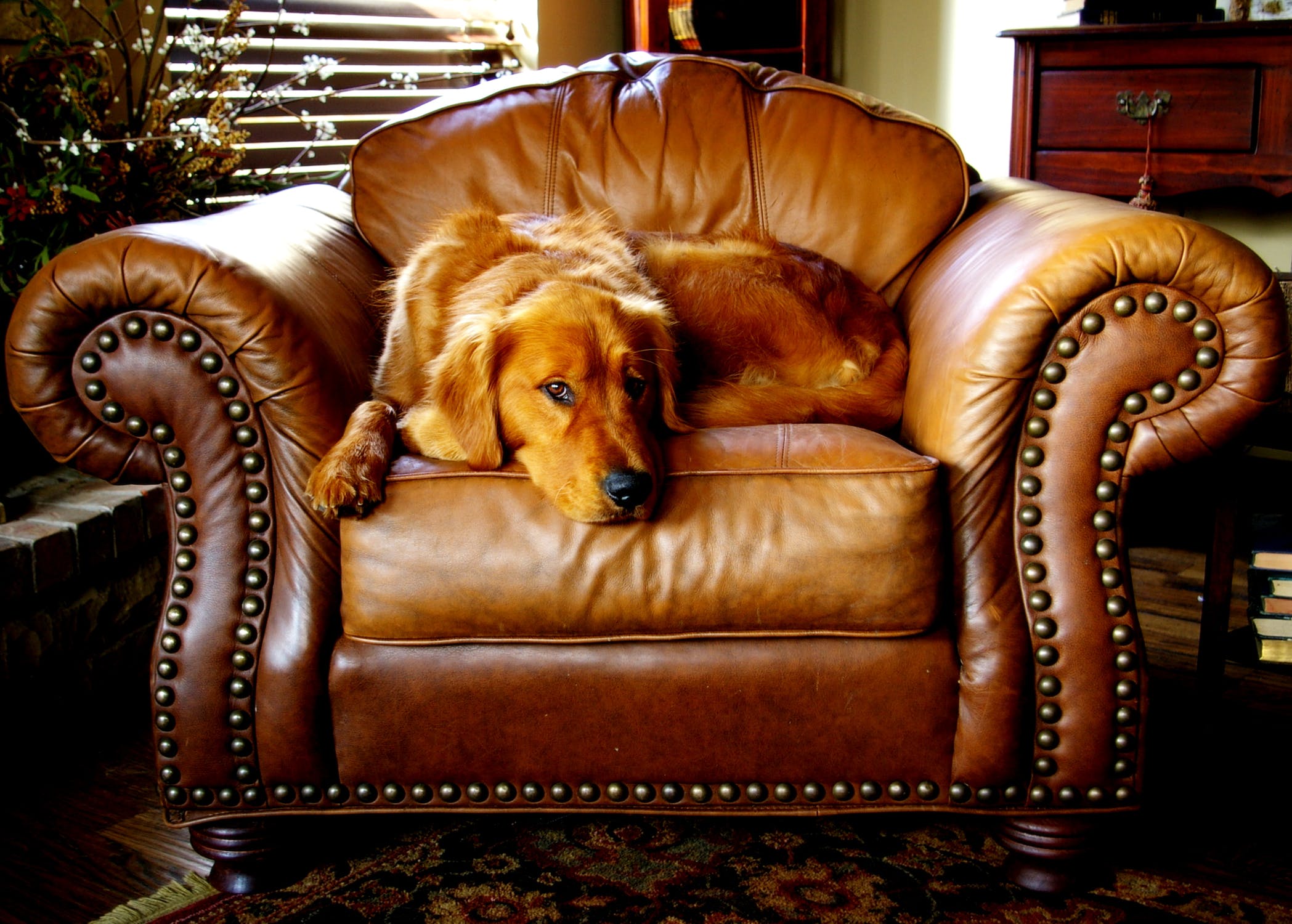 Golden Retriever on Leather Sofa