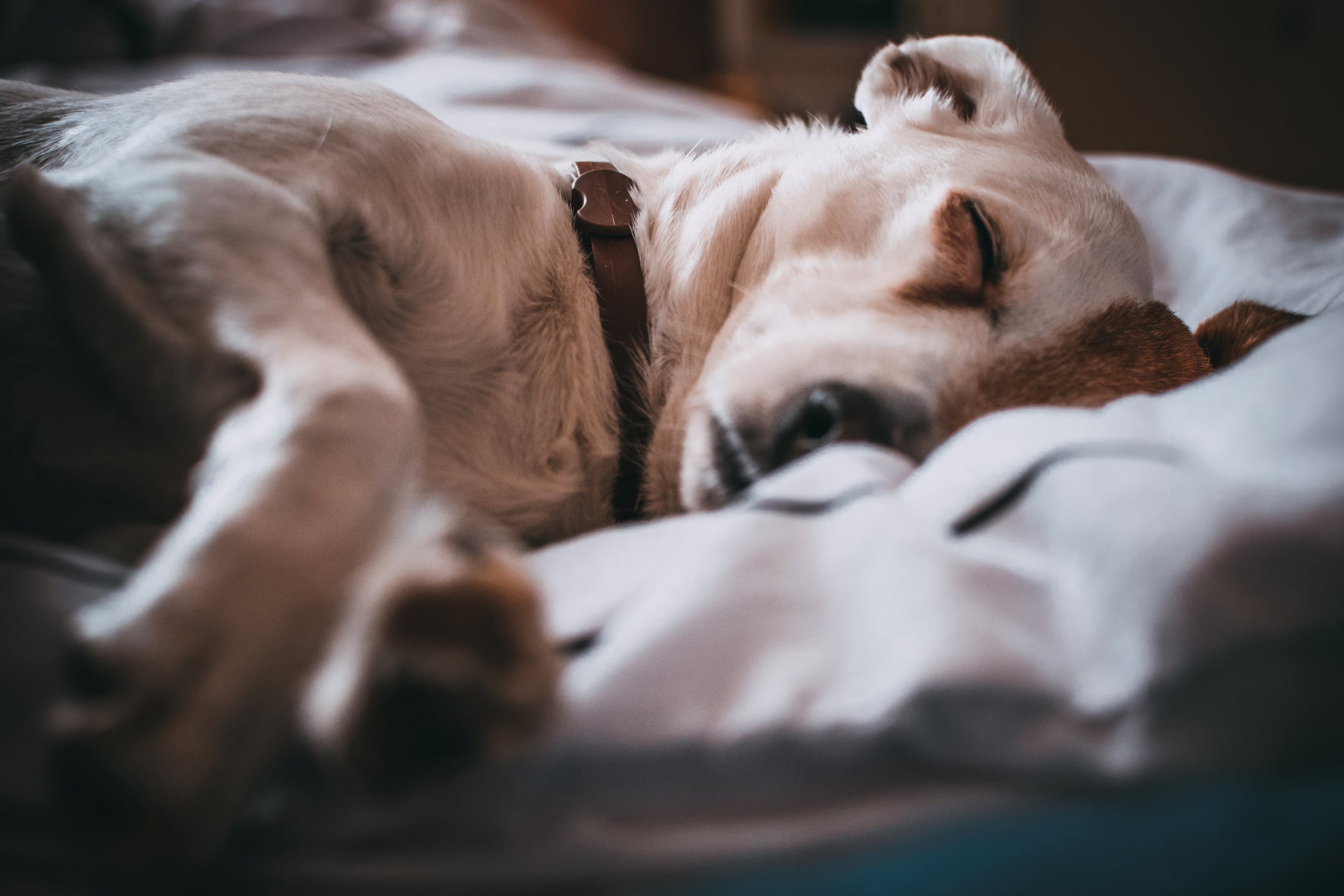 Dog Snuggled into Bed