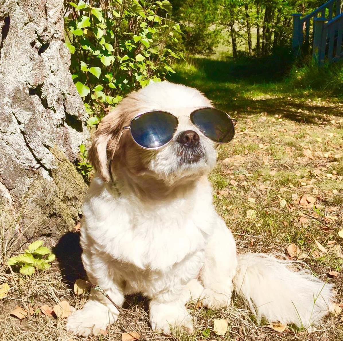 #doggieshades